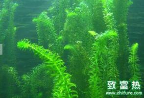 金鱼藻的用途 金鱼藻该怎么养殖