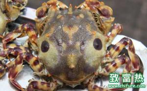 中华虎头蟹以什么为食 中华虎头蟹的生活习性