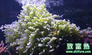 葡萄藻真的可以转化为能源吗