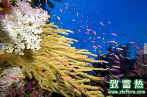 柳珊瑚的价值 柳珊瑚的生长环境