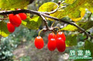 山茱萸的营养价值与功效 山茱萸可用作观赏植物