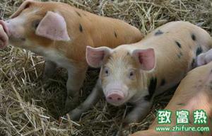 猪的生活习性 猪肉的价值和作用