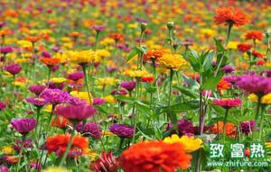 百日草怎么种 百日草的花语