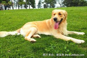 金毛犬图片大全