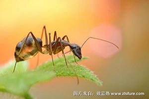 蚂蚁粉的功效与作用