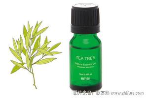 茶树精油的功效与作用及禁忌