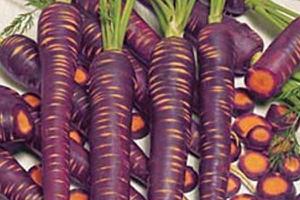 紫萝卜的功效与作用及禁忌 紫萝卜营养价值