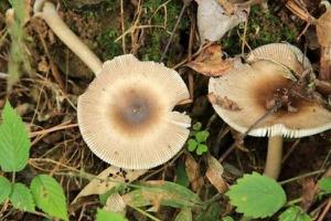 蘑菇功效与作用及禁忌 蘑菇营养价值