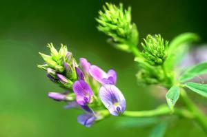 紫花<span style='color:red;'>苜蓿的功效与作用</span>及禁忌 苜蓿草的药用价值
