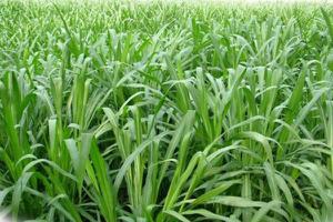 黑麦草的功效与作用及禁忌 黑麦草的生长环境及分布