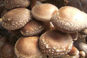 草菇种植时间 草菇的栽培技术