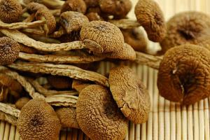 茶树菇市场价格多少钱一斤 茶树菇怎么吃