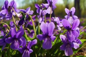 紫花地丁功效与作用及禁忌  紫花地丁的药用选方