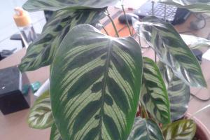 猫眼竹芋图片大全(含开花) 猫眼竹芋花语及寓意