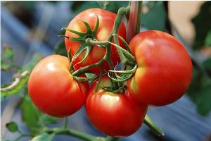 番茄有哪些品种 番茄哪个品种最好