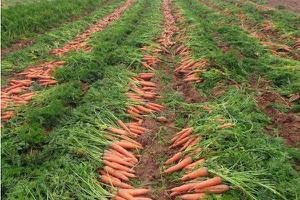胡萝卜亩产量有多少 怎么提高胡萝卜的产量