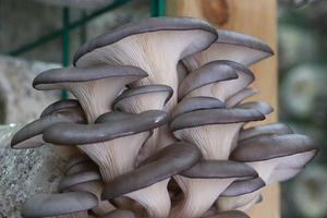 平菇菌种在哪里买到 平菇怎么种植