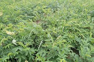 苦参亩产利润是多少 苦参种植效益及前景