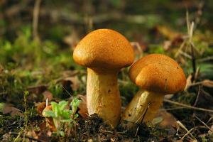 蘑菇菌包自己怎么培养 蘑菇菌种种植技术