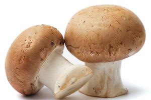 蘑菇的根能吃吗 吃蘑菇的注意事项