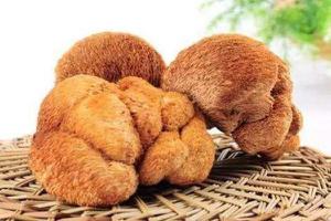 猴头蘑菇怎么吃 猴头蘑菇市场价格多少钱一斤