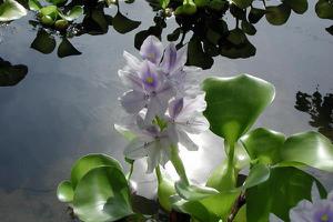 水葫芦开花吗 水葫芦的生长习性