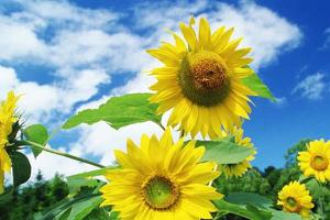 向日葵为什么会朝着太阳 向日葵常见虫害防治方法