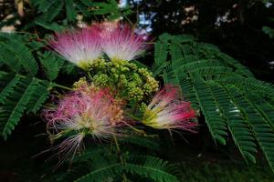 合欢花为什么叫苦情花、鬼树 合欢花植物特征