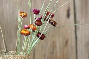 麦秆菊怎么做干花 如何对花卉进行干燥处理