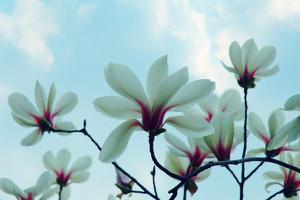 木兰花什么时候开（什么季节、几月） 木兰花的花语