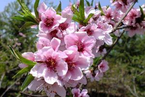 桃花什么时候开 桃花花期是几月（什么季节）