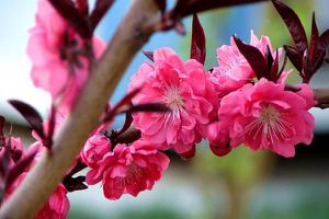 榆叶梅和碧桃的区别是什么 榆叶梅的繁殖方法