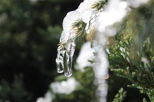 雪松和塔松的区别是什么  雪松的生长环境