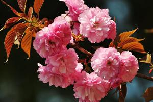 日本晚樱和早樱的区别是什么 日本晚樱的作用