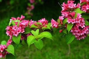 海仙花和锦带花的区别是什么 海仙花的养护方法