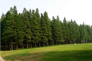 水杉和红豆杉的区别是什么 水杉的作用