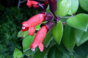 口红花什么时候开花（几月） 口红花扦插繁殖方法
