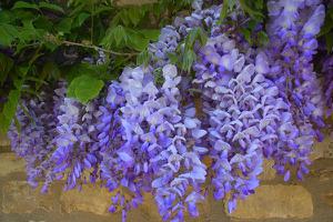 家庭养紫藤花好不好 庭院养紫藤对风水的作用