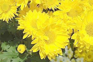 菊花和金银花的区别是什么 菊花和金银花可以一起泡水喝吗