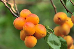 杏子和梅子的区别是什么 孕妇可以吃杏子吗