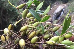 石橄榄怎么吃 石橄榄炖汤怎么做