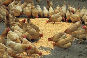 养鸡500只利润有多少 小型养鸡场需要投资多少钱