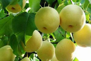 黄金梨和皇冠梨的区别是什么  黄金梨的营养价值