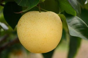 黄金梨产地在哪里 吃黄金梨对身体有什么好处