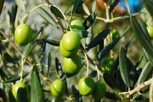 橄榄和青果的区别是什么 吃橄榄的好处