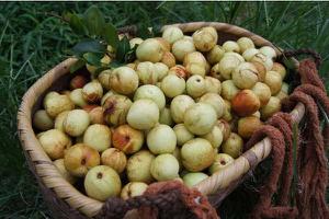 冬枣什么时候成熟（几月） 冬枣是什么季节的水果