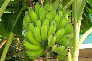 芭蕉和米蕉的区别是什么   芭蕉和香蕉的区别