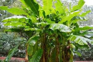 种芭蕉树有什么作用（风水） 芭蕉树的果实是什么