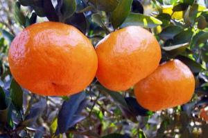 芦柑和丑橘的区别是什么   芦柑和橘子的区别