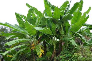 芭蕉树和香蕉树的区别是什么 香蕉树的生长习性
